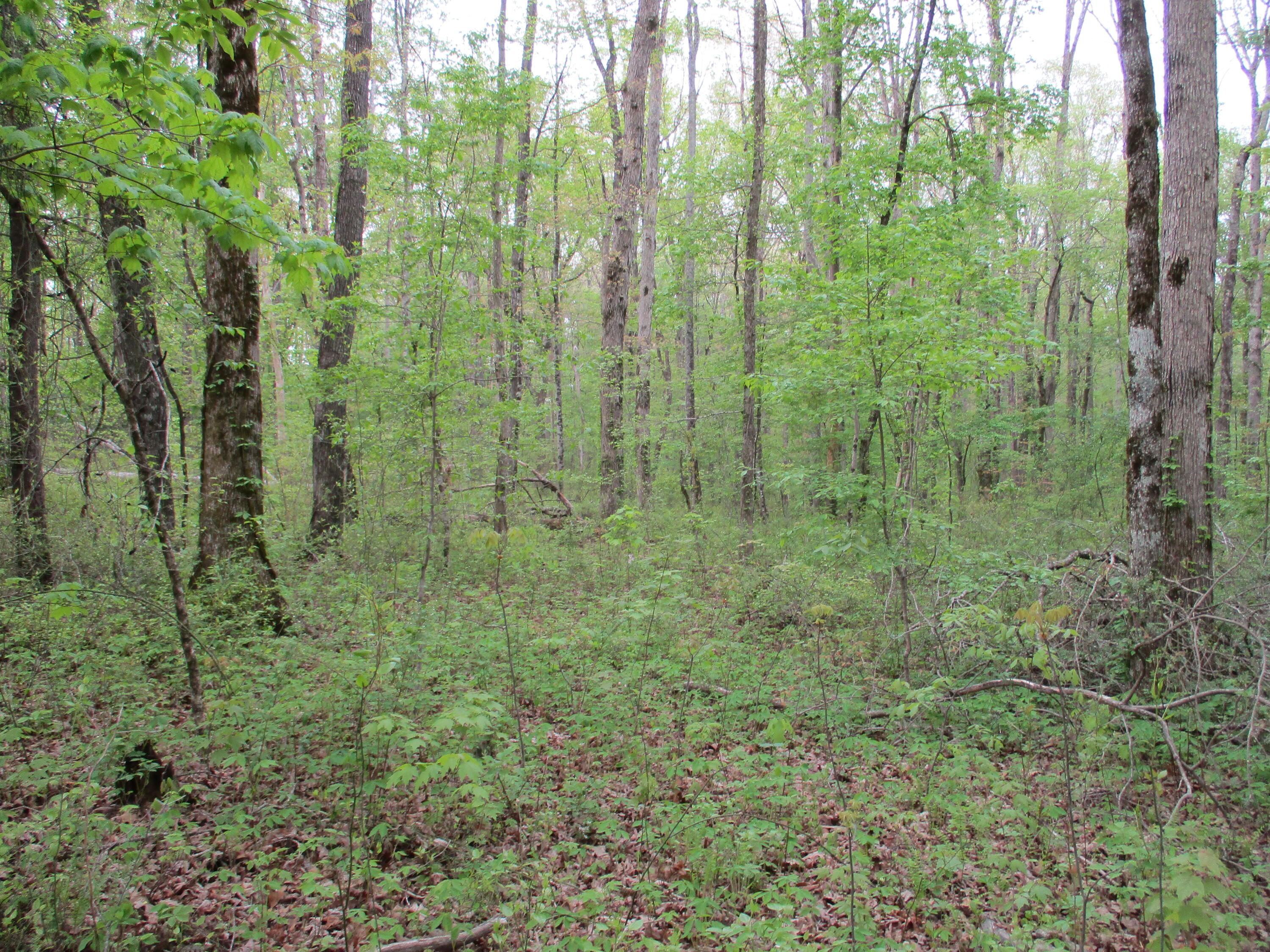 0 Kerley Road, Unit 1 Spring City, TN 37381 - Photo 6 of 24 IMG_0657