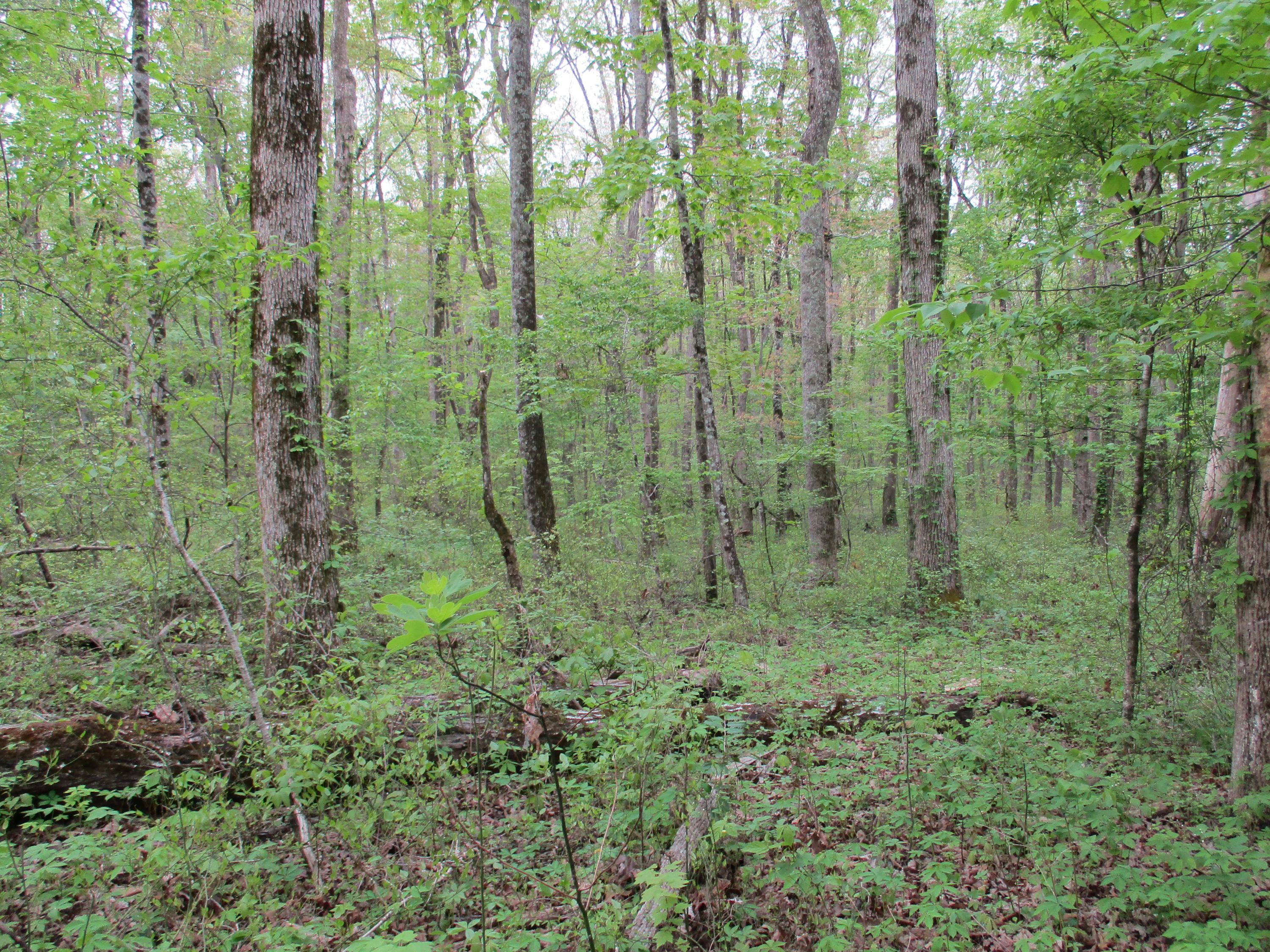 0 Kerley Road, Unit 1 Spring City, TN 37381 - Photo 7 of 24 IMG_0658