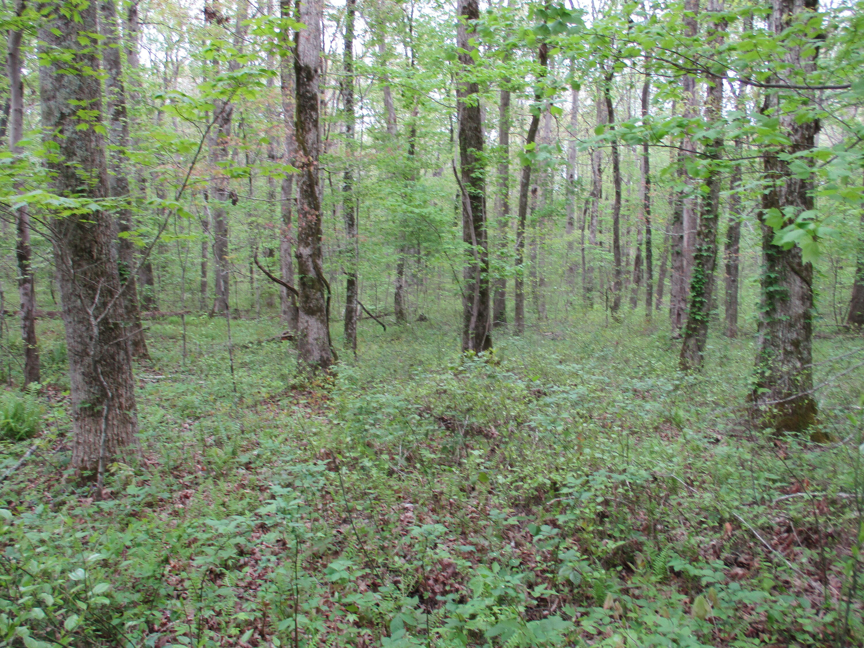 0 Kerley Road, Unit 1 Spring City, TN 37381 - Photo 8 of 24 IMG_0659