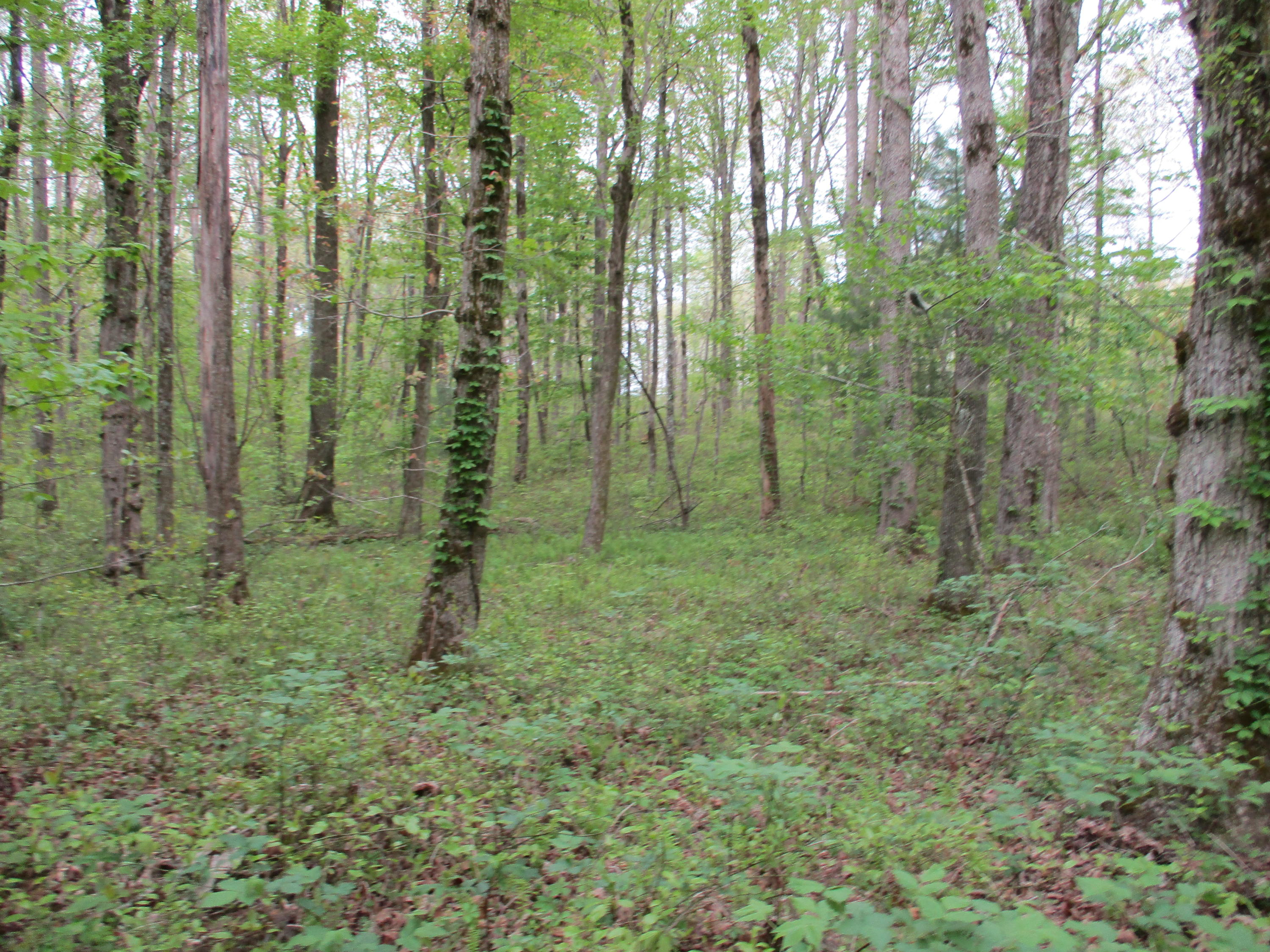 0 Kerley Road, Unit 1 Spring City, TN 37381 - Photo 9 of 24 IMG_0660