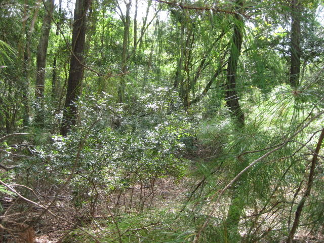 4 Peters Point Road Edisto Island, SC 29438 - Photo 1 of 14 4 Peters Pt Rd (13)
