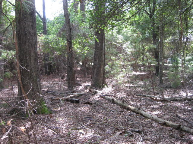 4 Peters Point Road Edisto Island, SC 29438 - Photo 11 of 14 4 Peters Pt Rd (10)
