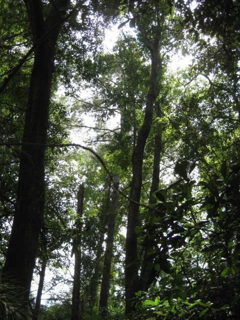 4 Peters Point Road Edisto Island, SC 29438 - Photo 12 of 14 4 Peters Pt Rd (11)