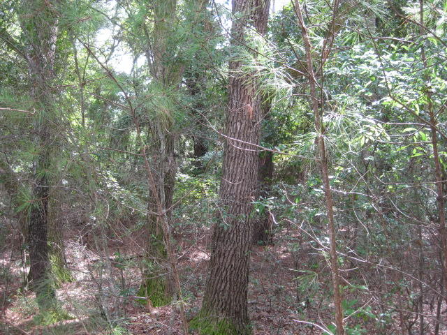 4 Peters Point Road Edisto Island, SC 29438 - Photo 13 of 14 4 Peters Pt Rd (12)