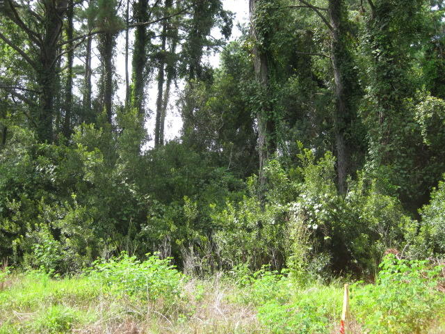 4 Peters Point Road Edisto Island, SC 29438 - Photo 7 of 14 4 Peters Pt Rd (6)
