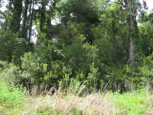 4 Peters Point Road Edisto Island, SC 29438 - Photo 9 of 14 4 Peters Pt Rd (8)