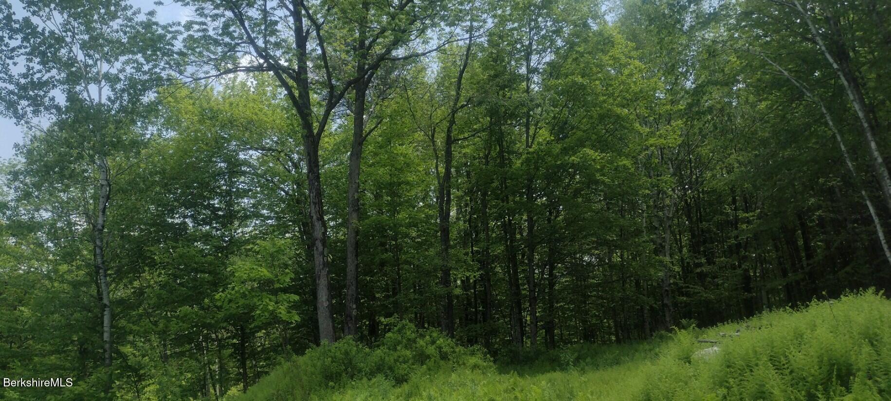 140 Strykers Road Florida, MA 01247 - Photo 5 of 23 wooded area on property(1)