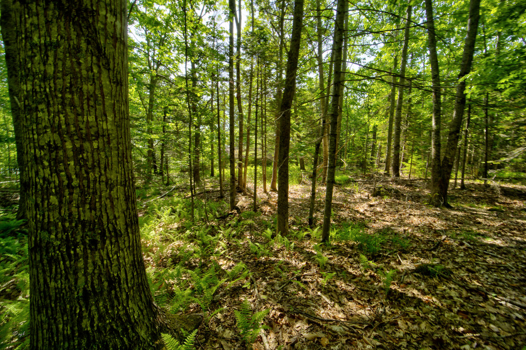 Tbd Ellsworth Road Blue Hill, ME 04614 - Photo 6 of 17 15