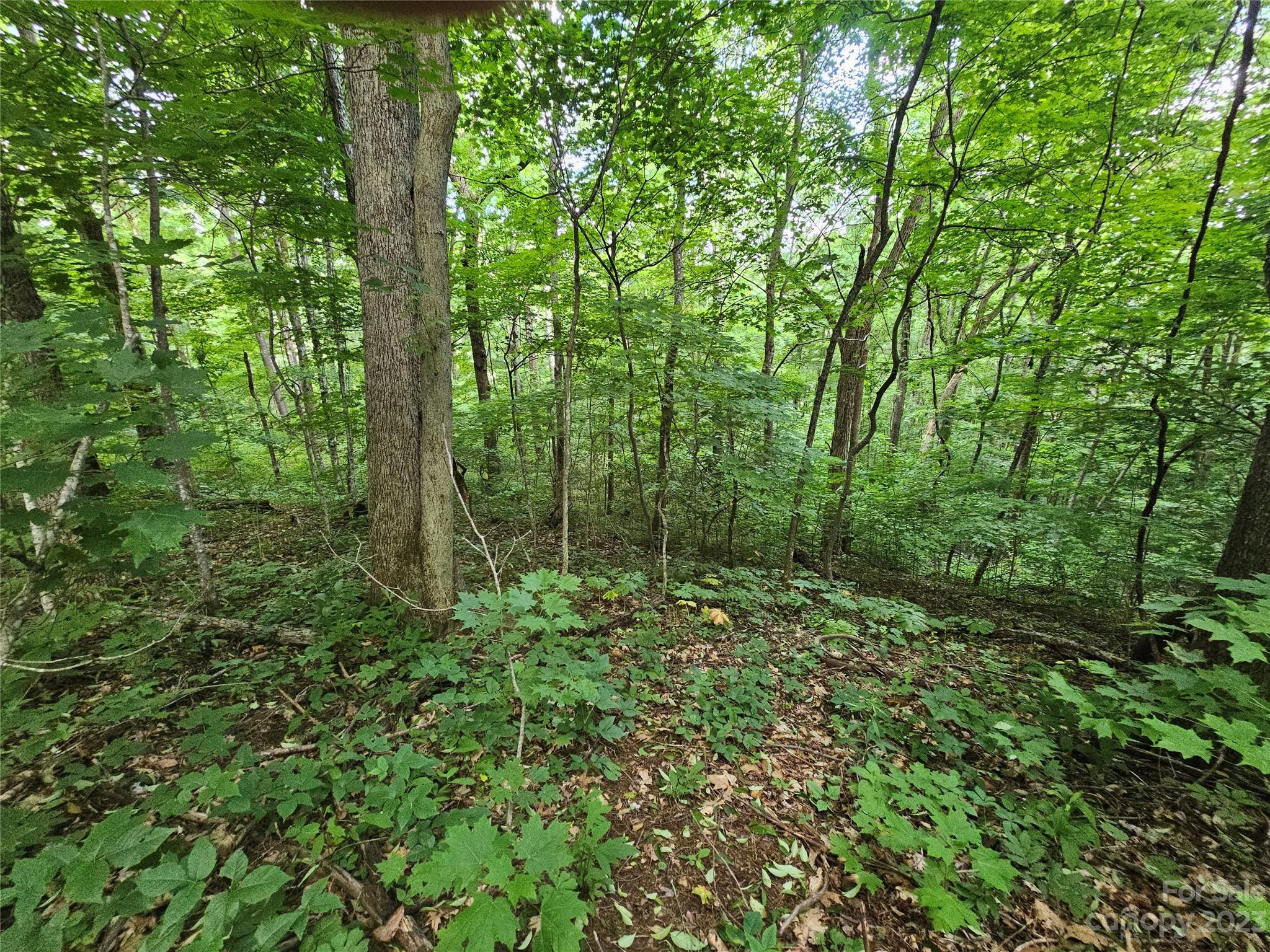 Lot 21 Springbrook Farm Road Waynesville, NC 28786 - Photo 1 of 13 a view of a lush green forest