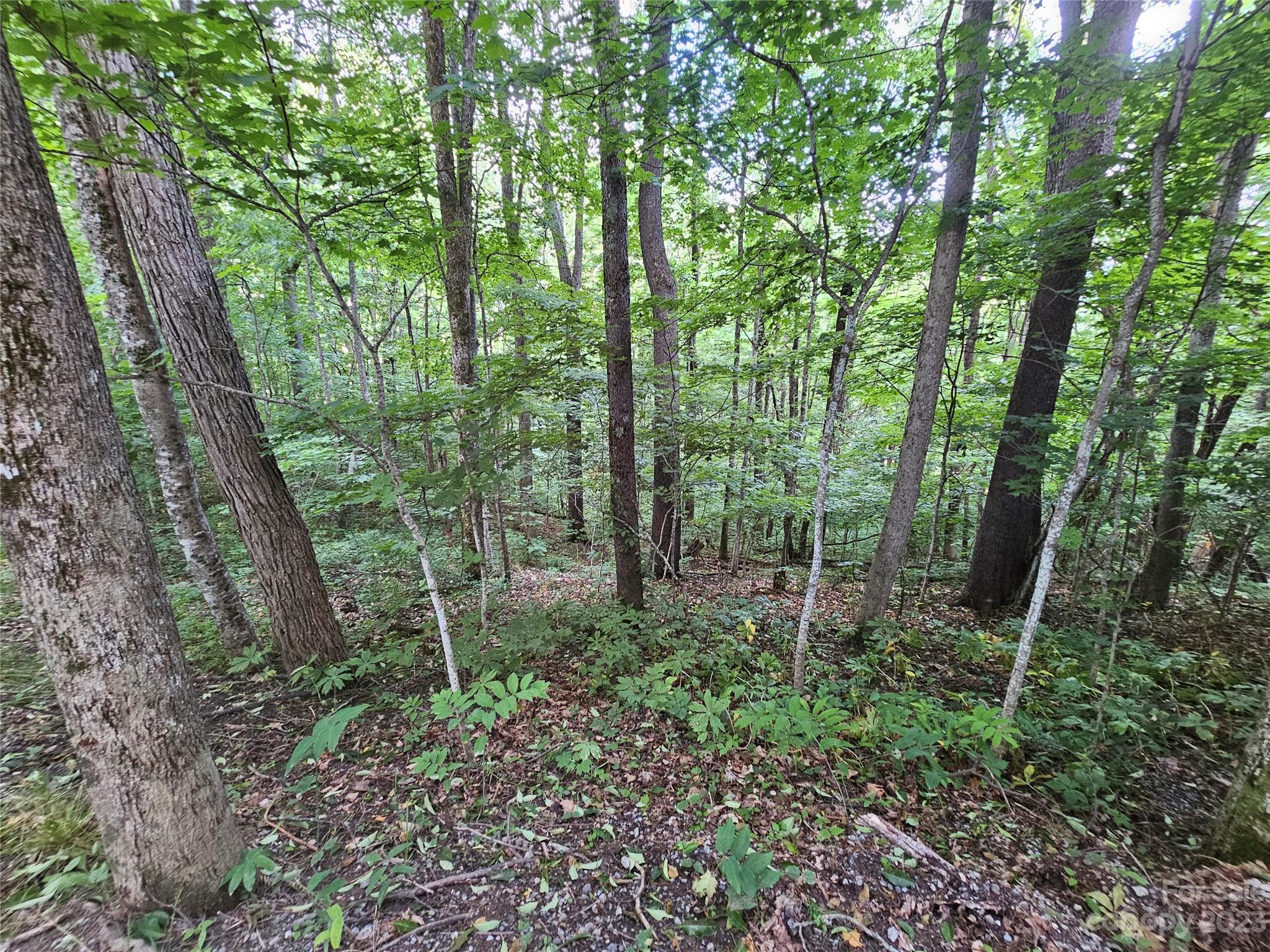 Lot 21 Springbrook Farm Road Waynesville, NC 28786 - Photo 13 of 13 a big yard with lots of green space and trees