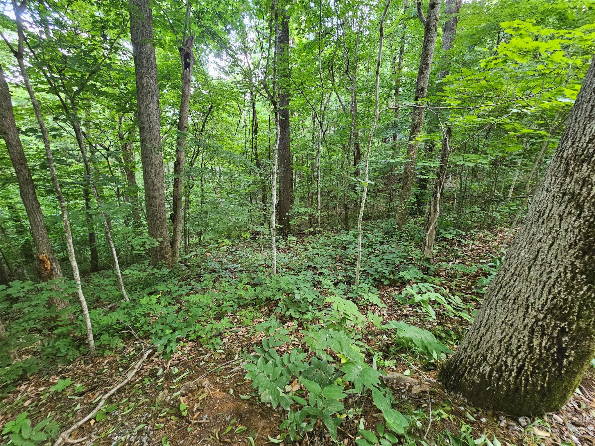 Lot 21 Springbrook Farm Road Waynesville, NC 28786 - Photo 2 of 13 a view of a lush green forest