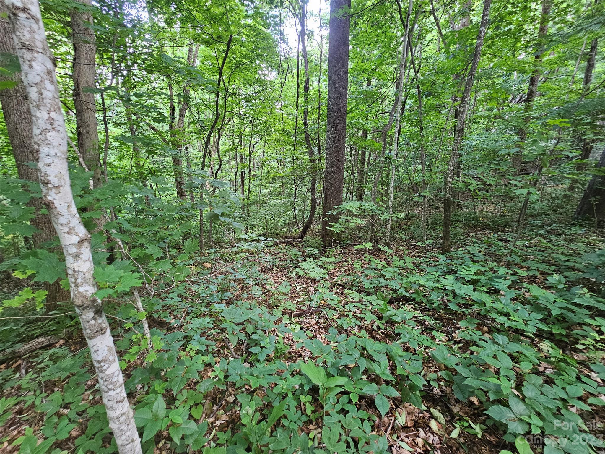 Lot 21 Springbrook Farm Road Waynesville, NC 28786 - Photo 3 of 13 a view of a lush green forest