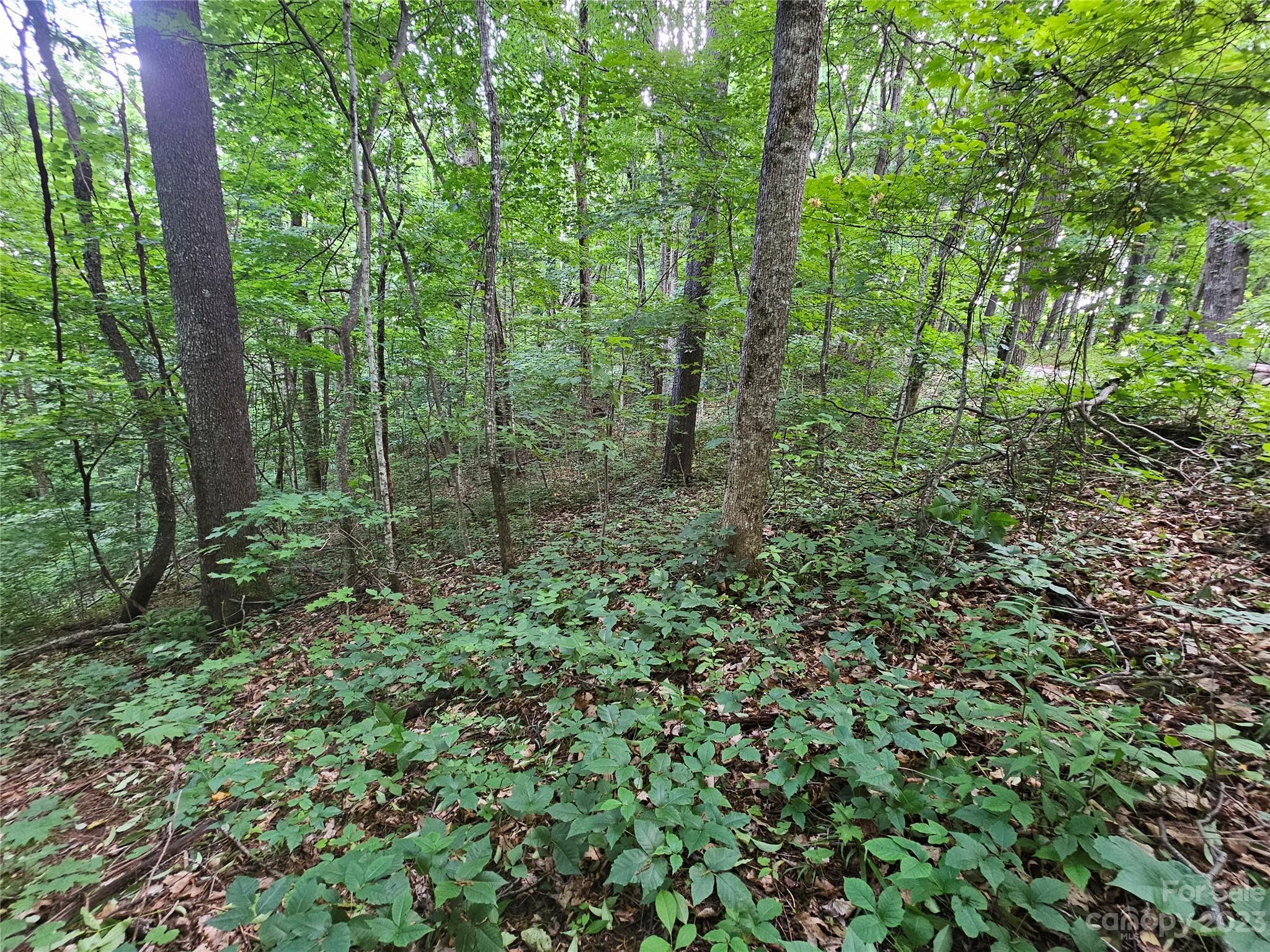Lot 21 Springbrook Farm Road Waynesville, NC 28786 - Photo 4 of 13 a view of a lush green forest
