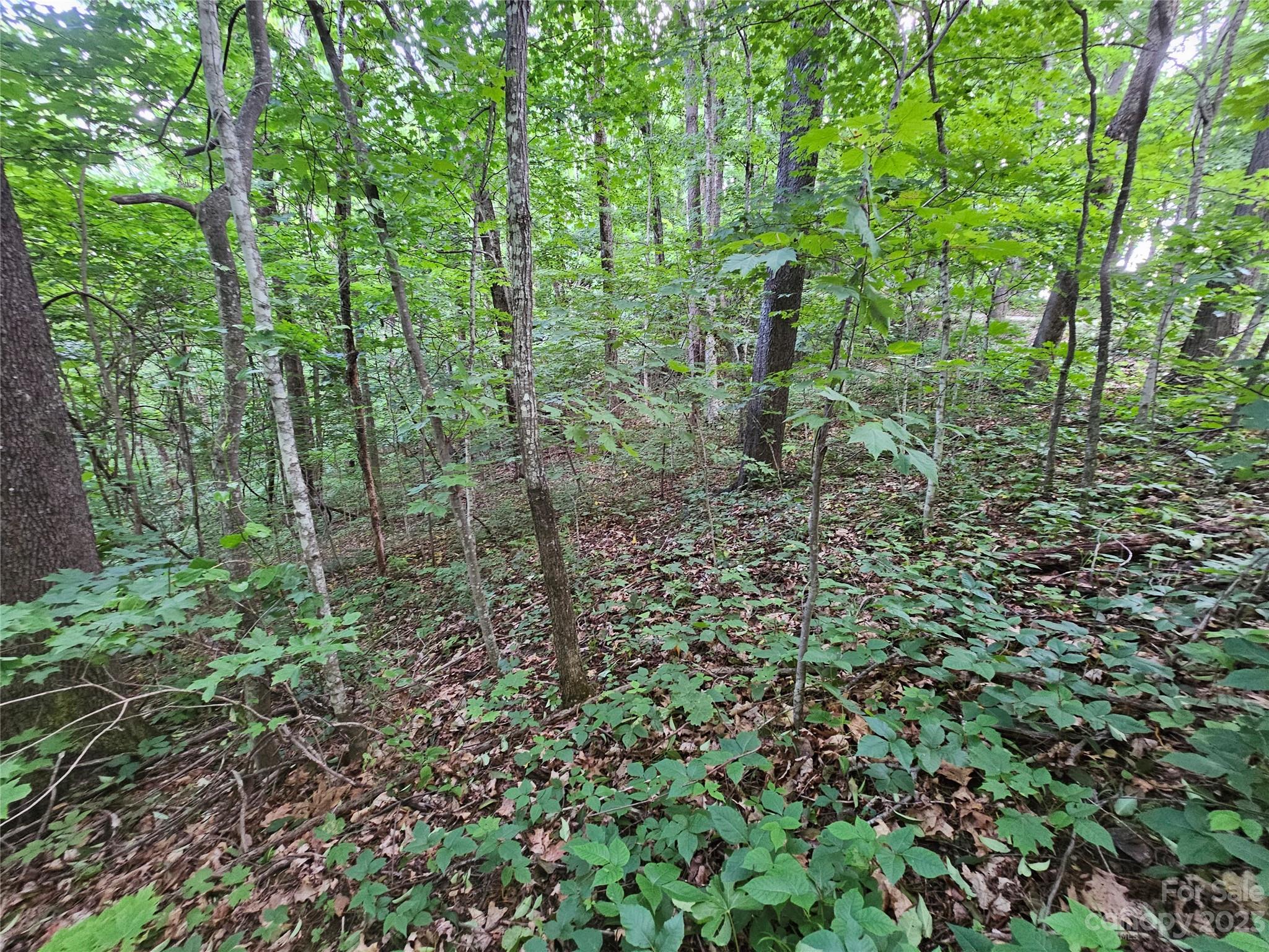 Lot 21 Springbrook Farm Road Waynesville, NC 28786 - Photo 5 of 13 a view of a lush green forest