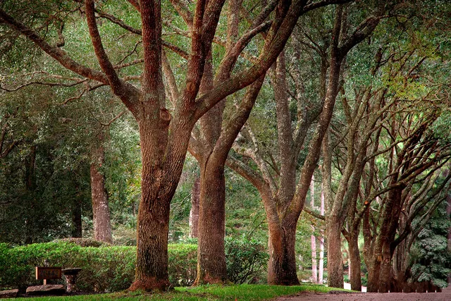 a view of a trees in a yard
