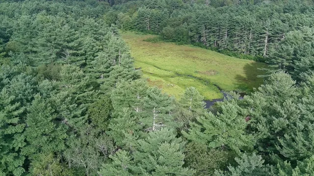 a view of a yard with a tree
