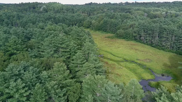 a view of a lush green forest with trees and some houses