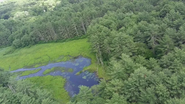 a view of a lush green forest with large trees