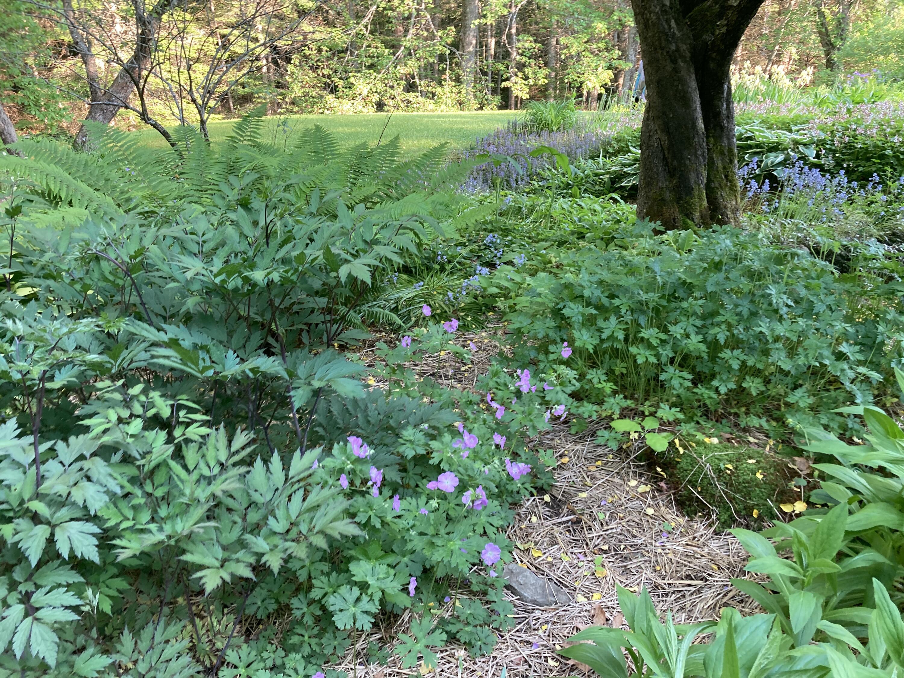 12 Bakers Point Road Steuben, ME 04680 - Photo 80 of 86 A path through the garden.
