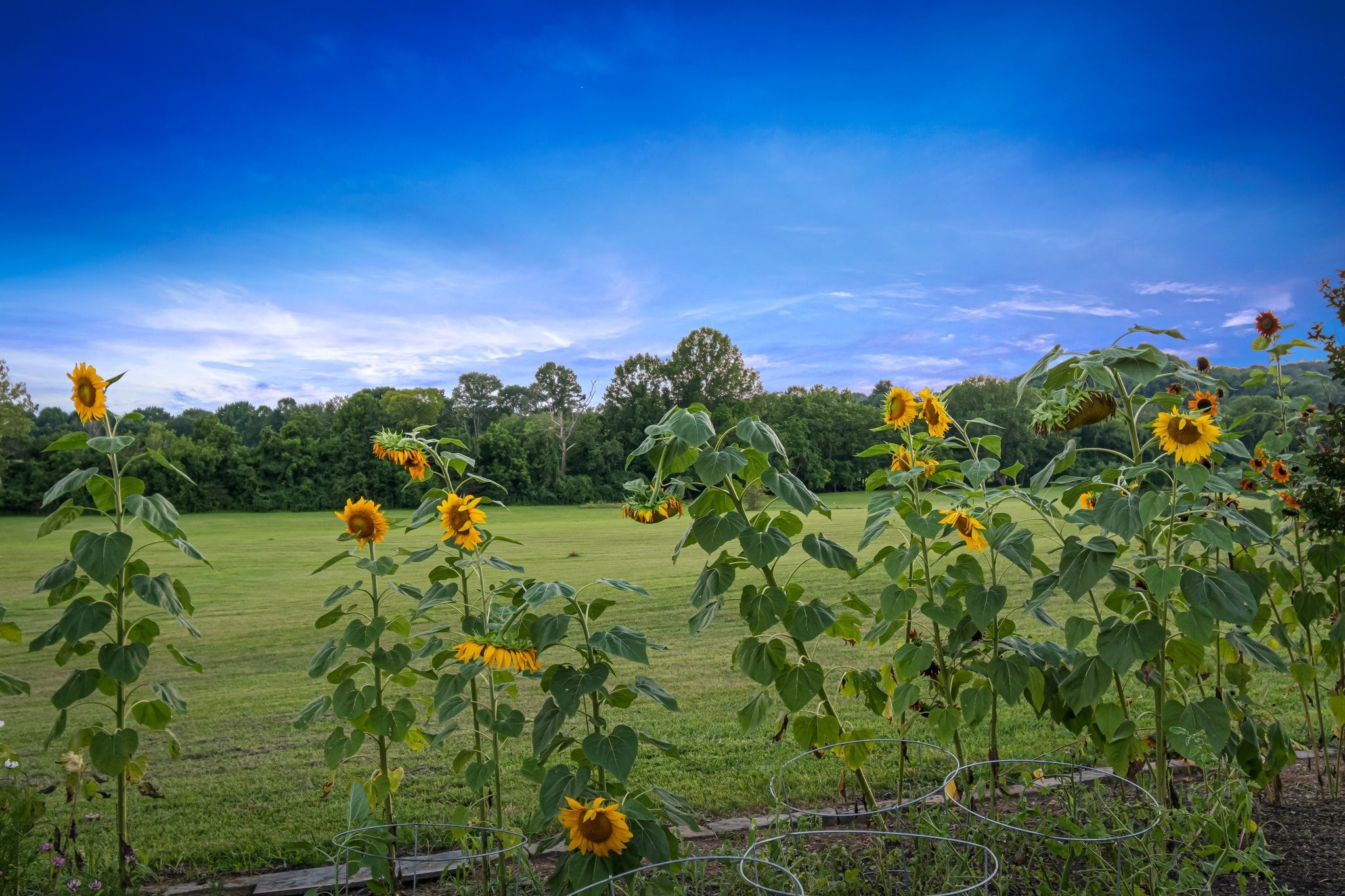 3015 Lockwood Ridge Lane Franklin, TN 37064 - Photo 8 of 100