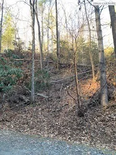 a view of a forest filled with trees
