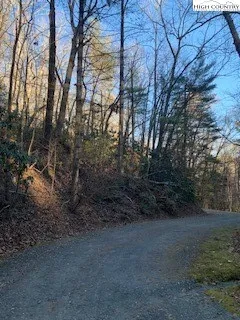 a view of a forest with trees in the background