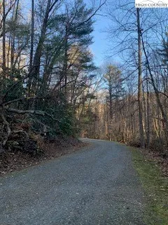 a view of a forest with trees