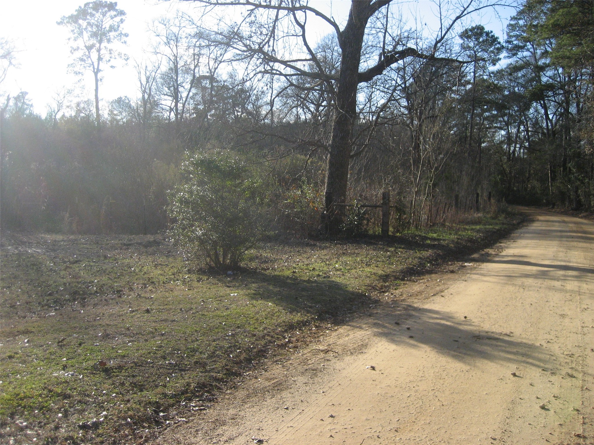 892 County Road 1850 Grapeland, TX 75844 - Photo 2 of 9 a view of a yard with a trees