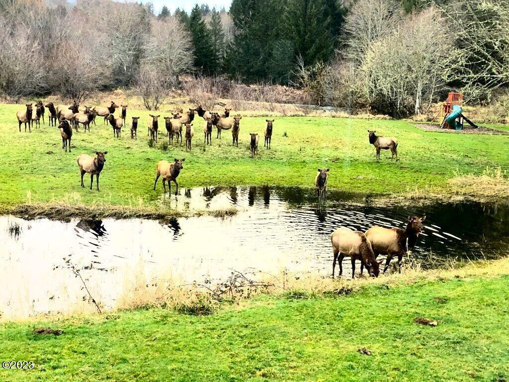 12319 Logsden Road Blodgett, OR 97326 - Photo 74 of 78 Elk at pond