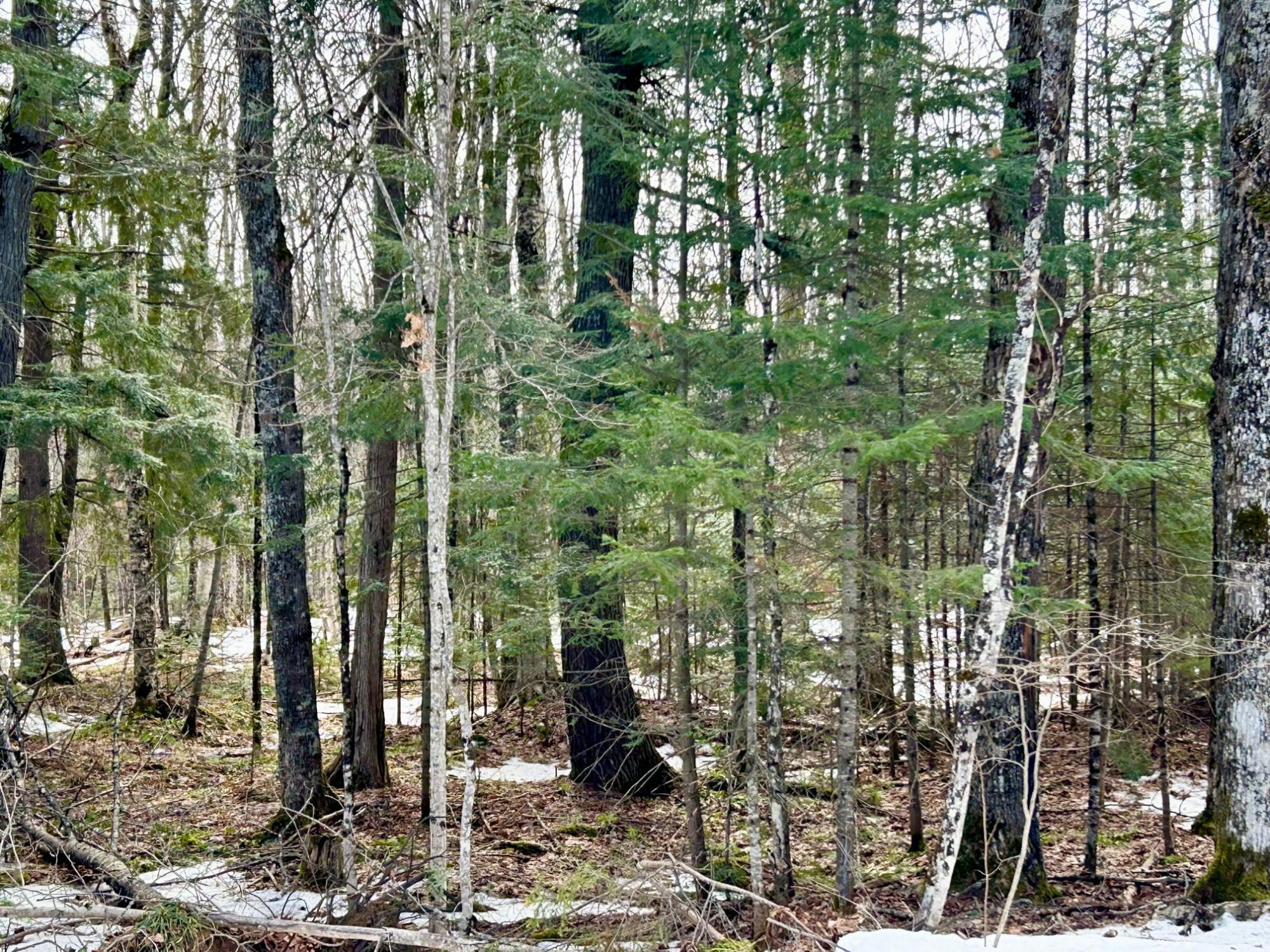 On Boot Lake Road, Unit 18 56 ACRE Phelps, WI 54554 - Photo 22 of 32 Gallery Image 22