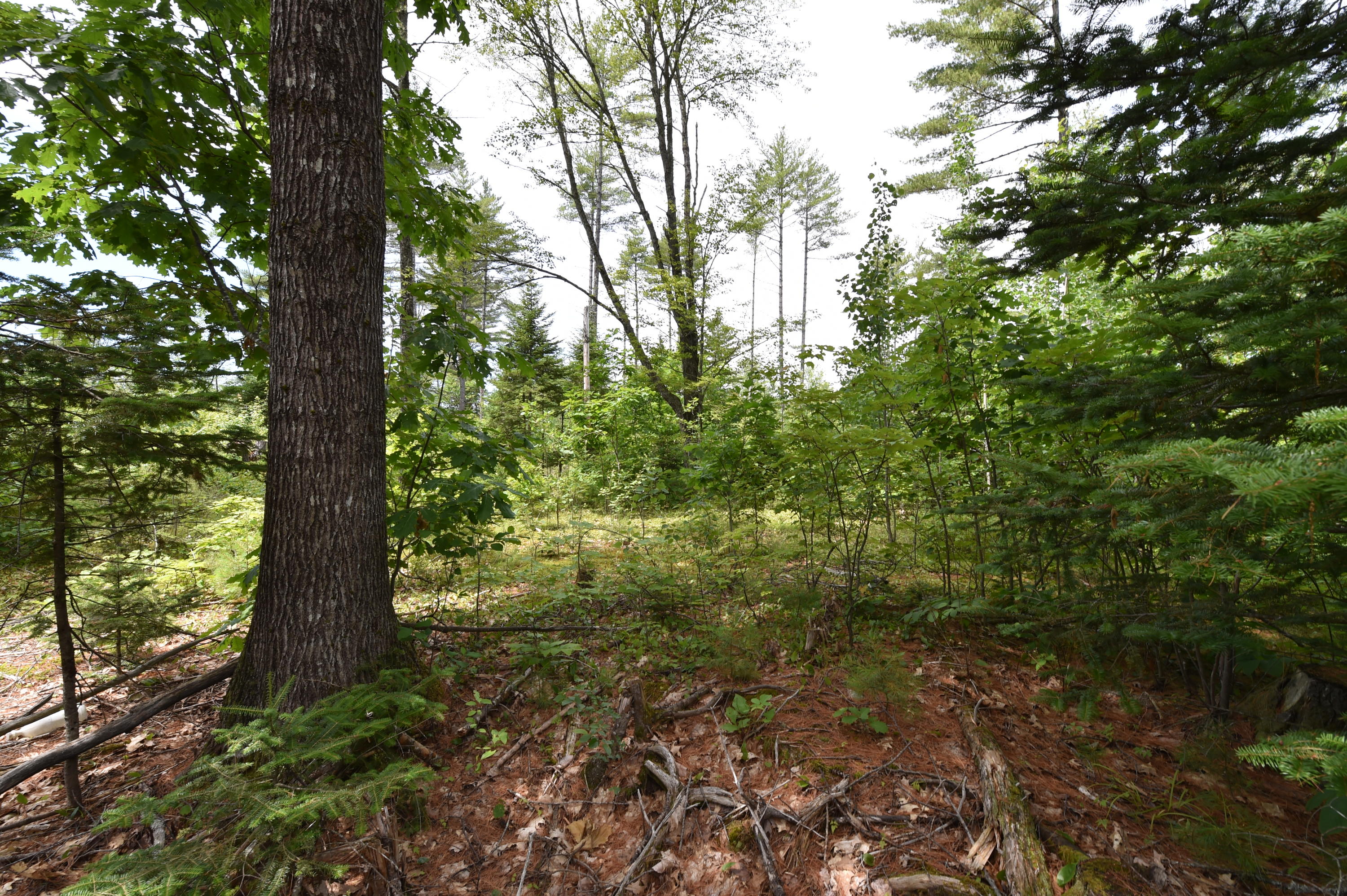 0 Dunham Road Etna, ME 04434 - Photo 4 of 17 DSC_9115