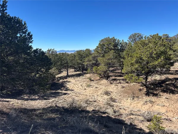 a view of a dry yard with trees