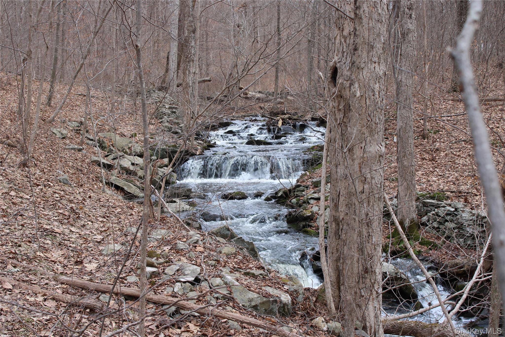 a view of a dry yard with trees