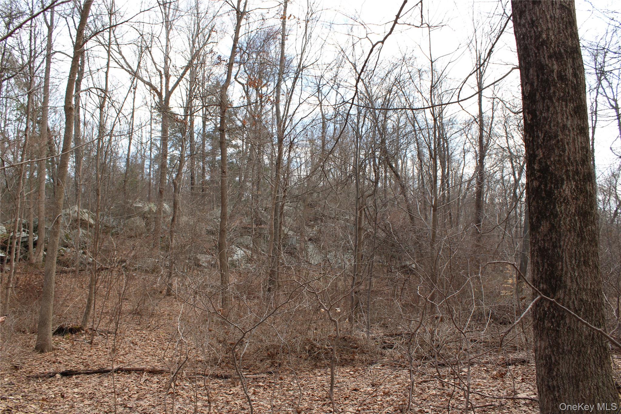 19 South Cross Road Staatsburg, NY 12580 - Photo 12 of 29 a view of a yard