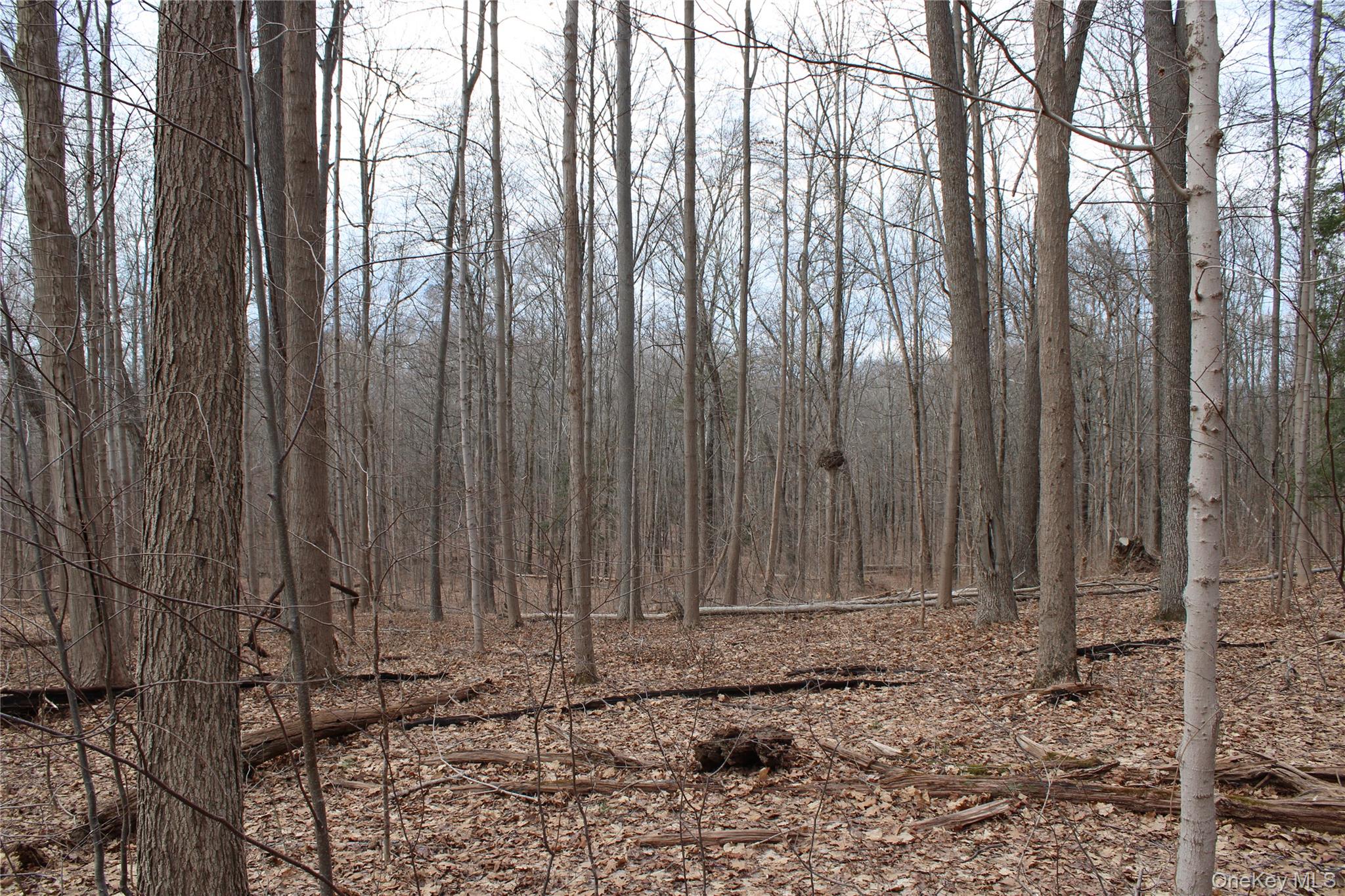 19 South Cross Road Staatsburg, NY 12580 - Photo 13 of 29 a view of wooden fence with trees