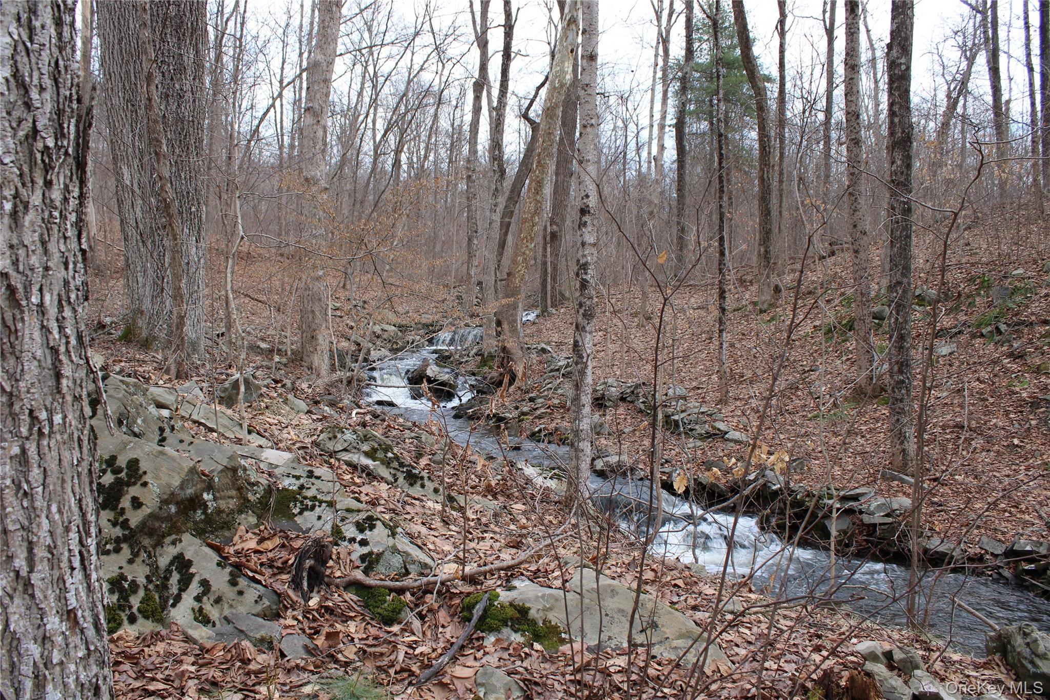 19 South Cross Road Staatsburg, NY 12580 - Photo 17 of 29 a view of a forest with trees