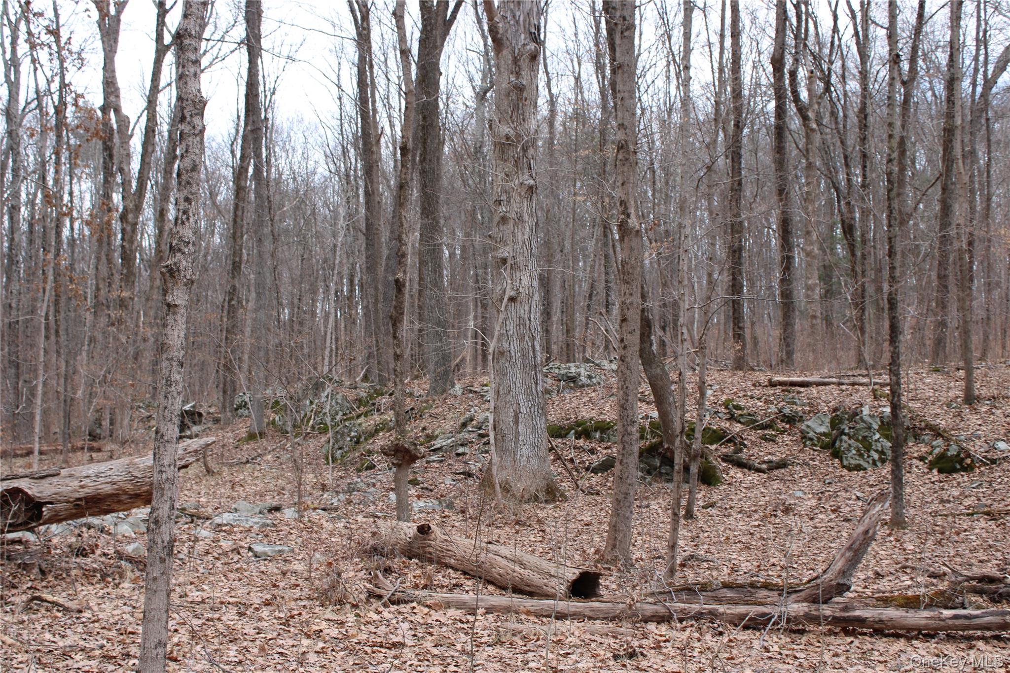 19 South Cross Road Staatsburg, NY 12580 - Photo 24 of 29 a view of a yard with trees in the background