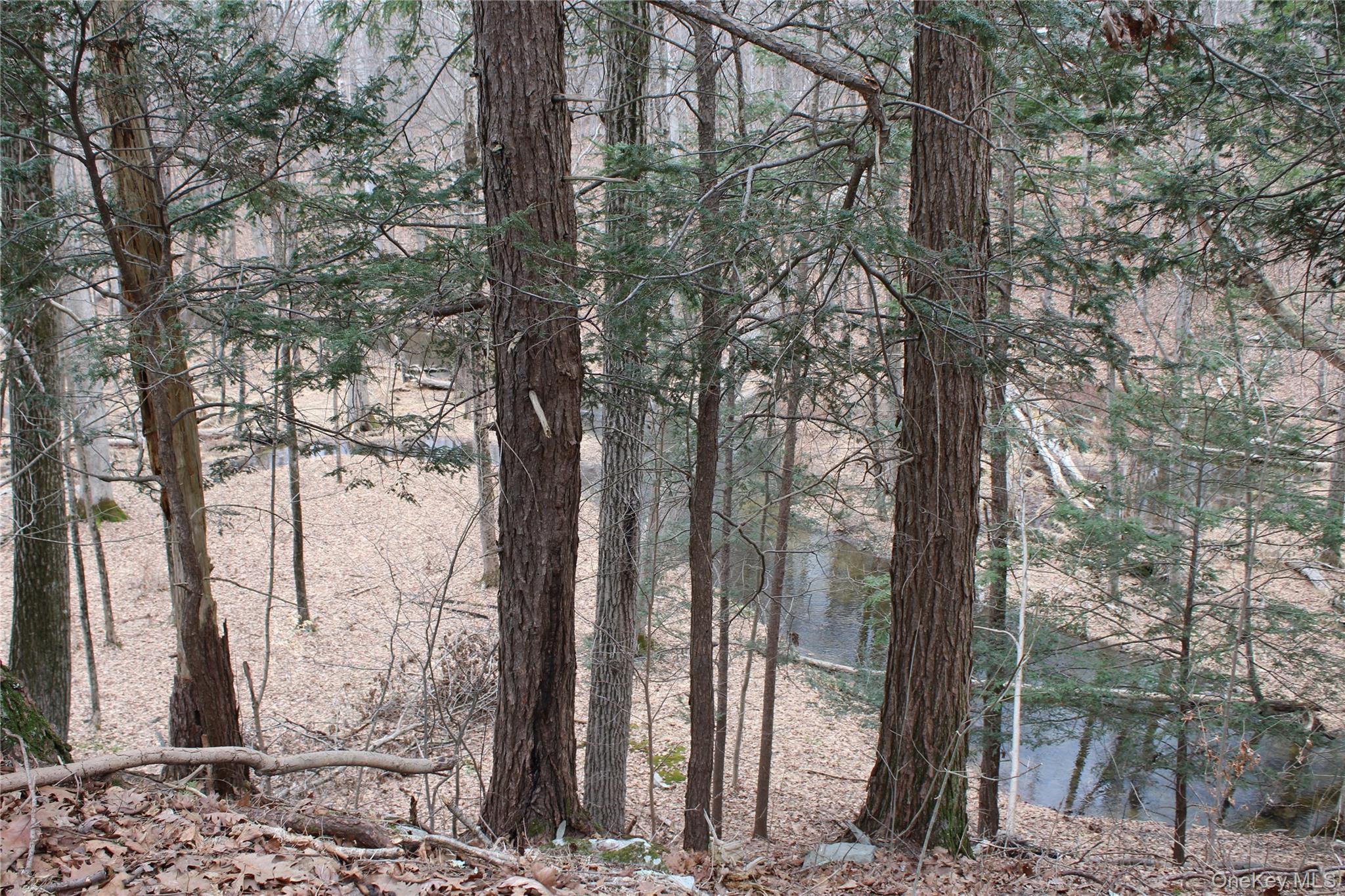 19 South Cross Road Staatsburg, NY 12580 - Photo 25 of 29 a view of a forest filled with trees