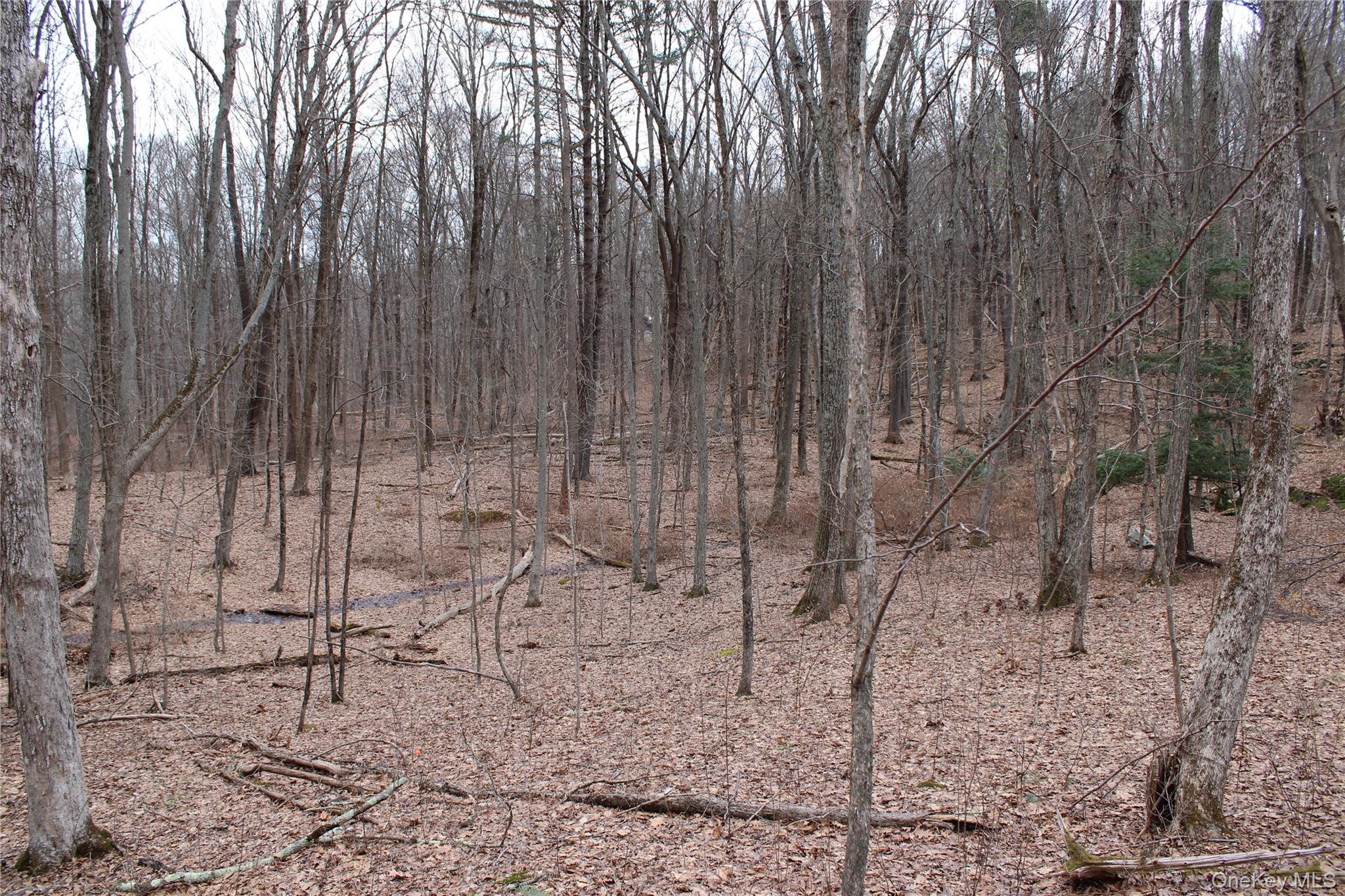 19 South Cross Road Staatsburg, NY 12580 - Photo 27 of 29 a view of a backyard with trees