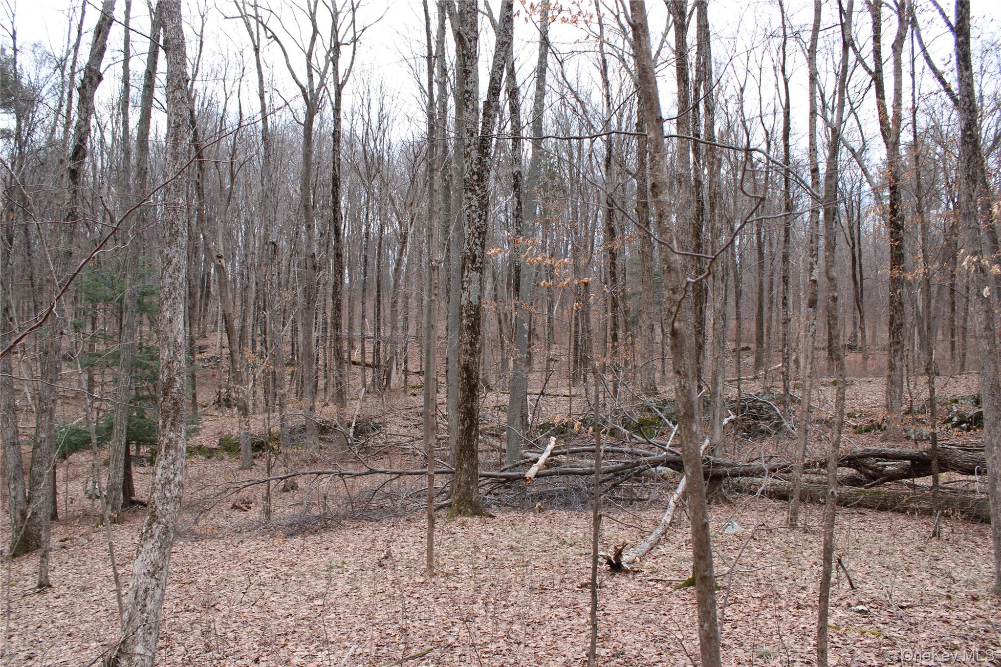 19 South Cross Road Staatsburg, NY 12580 - Photo 28 of 29 a view of forest