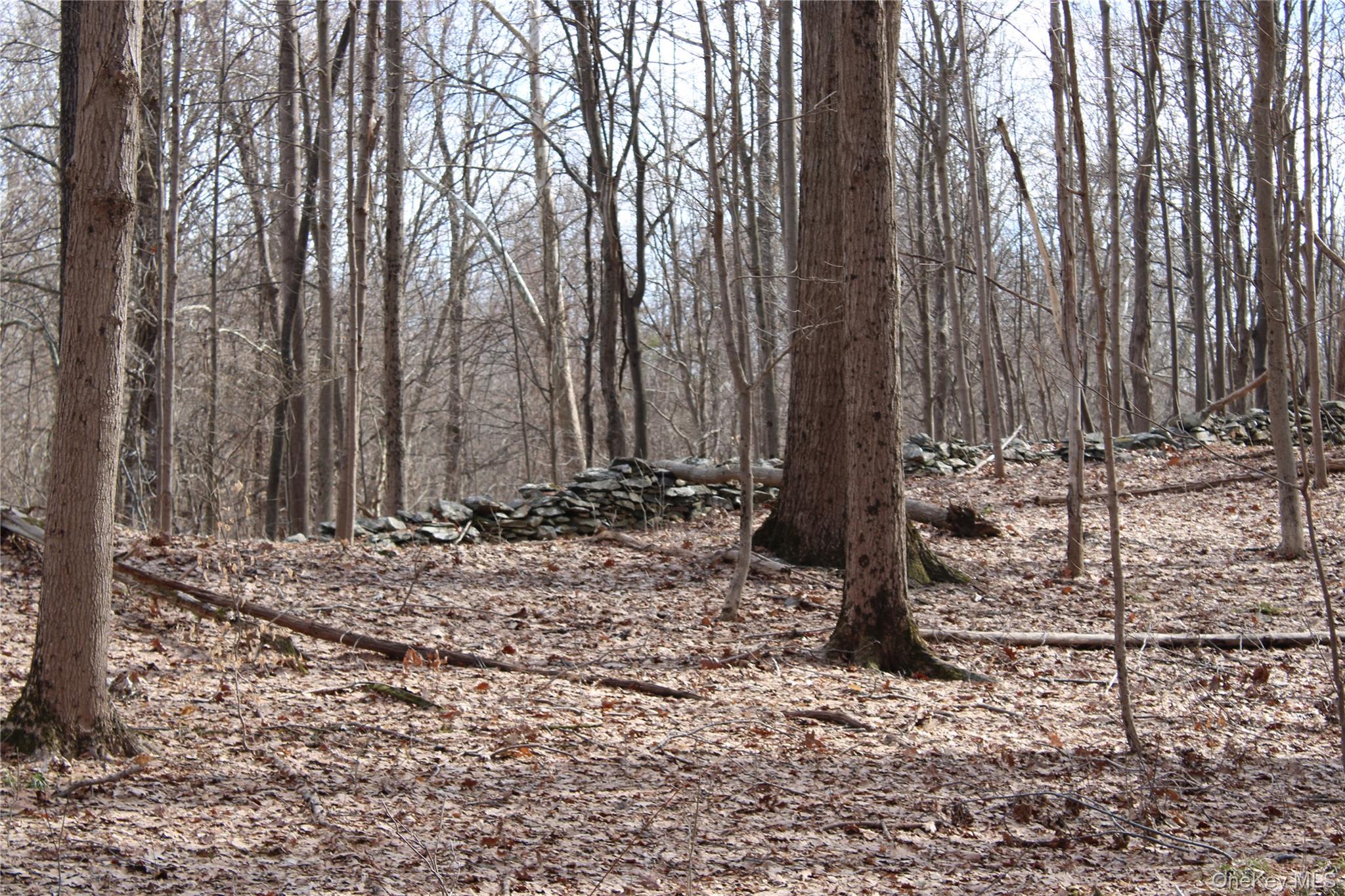 19 South Cross Road Staatsburg, NY 12580 - Photo 7 of 29 a view of a backyard with trees