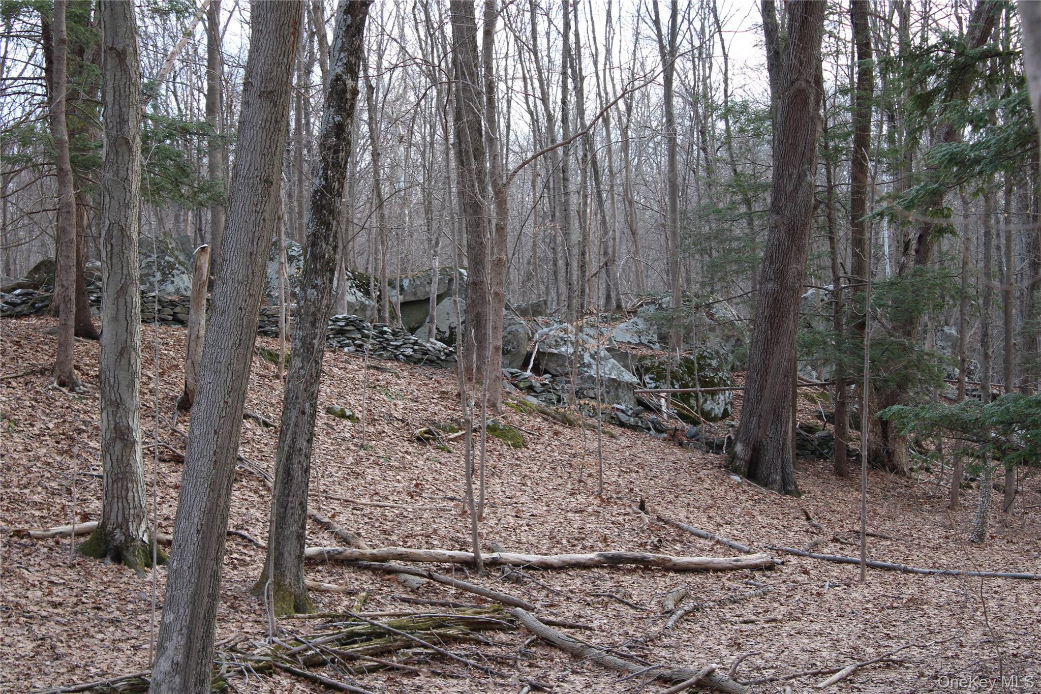 19 South Cross Road Staatsburg, NY 12580 - Photo 8 of 29 a view of a forest filled with trees
