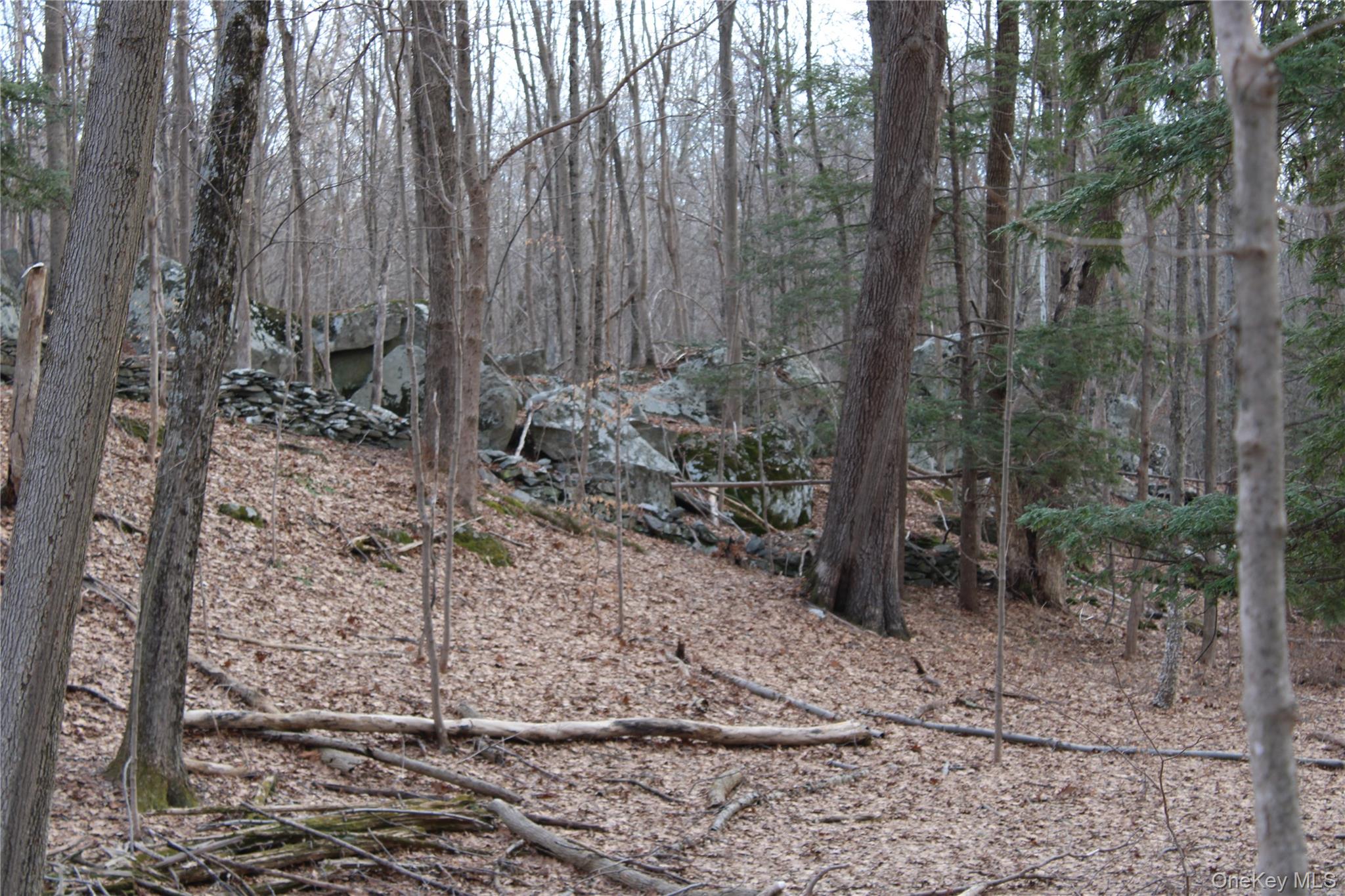 19 South Cross Road Staatsburg, NY 12580 - Photo 9 of 29 a view of a forest filled with trees
