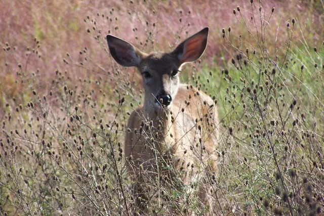 $48,900 | 1172 Arrowhead Trail, Nekoosa, WI 54457