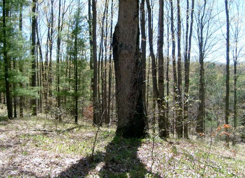 335 West Sharon Road Southeast Fife Lake, MI 49633 - Photo 87 of 99 1874973-86.JPG