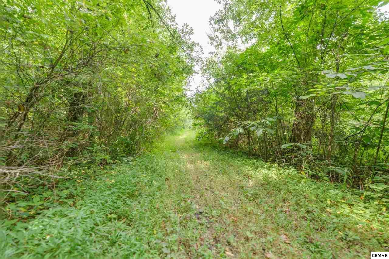 20 Rays Gap Road Seymour, TN 37865 - Photo 4 of 13 a view of a lush green space