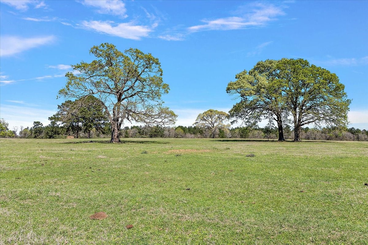 394 Farm To Market 230 Trinity, TX 75862 - Photo 45 of 50 a view of a field with an trees