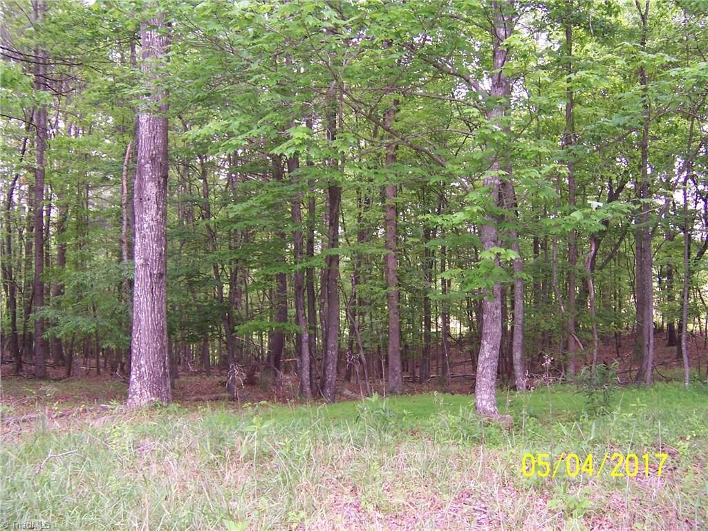 10.59-acres Regal Road State Road, NC 28676 - Photo 14 of 16 More of the hardwood trees on the 5 acres parcel with the road frontage.