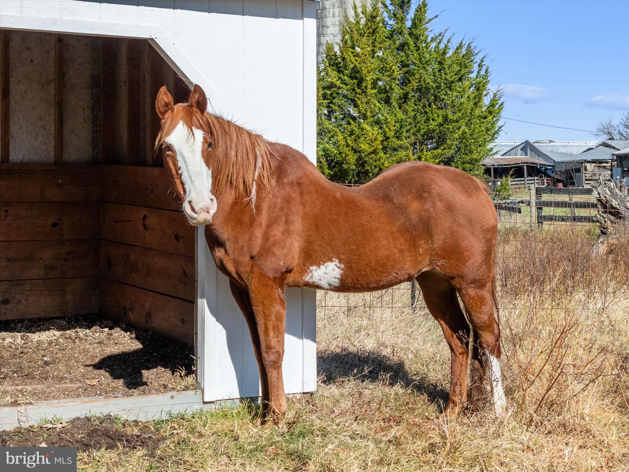 18321 Carrico Mills Road Stevensburg, VA 22741 - Photo 52 of 62