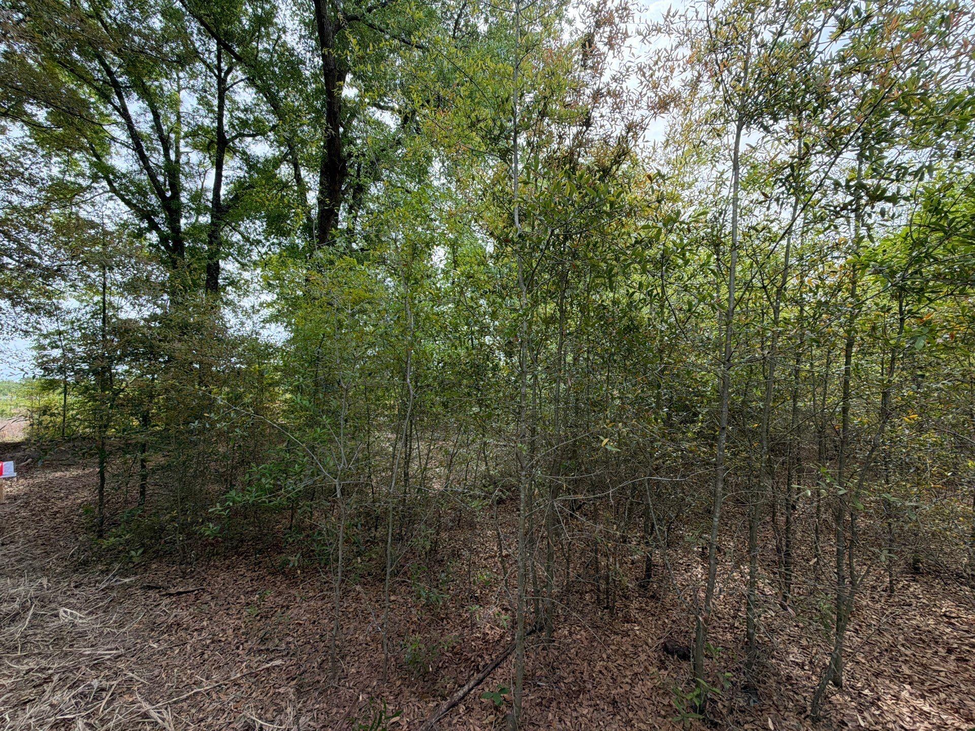 7 Rogers Cemetery Road, Unit RRF 7 Salley, SC 29137 - Photo 11 of 14